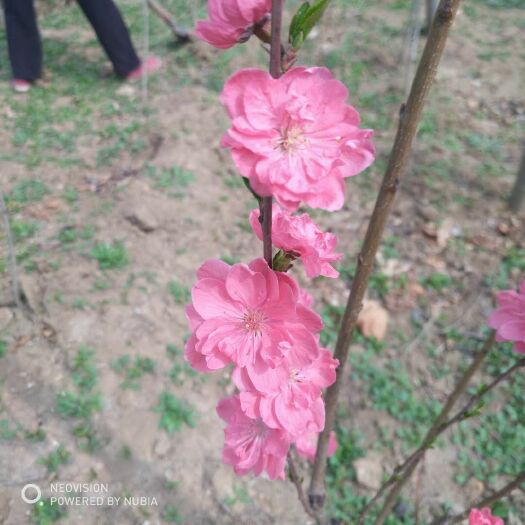 泰安龙柱碧桃