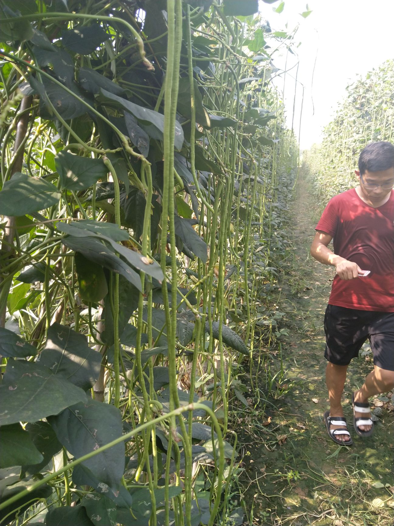 豇豆种子长豆角种子耐热豆角种子翠绿条肉厚无鼠尾不鼓籽南北方