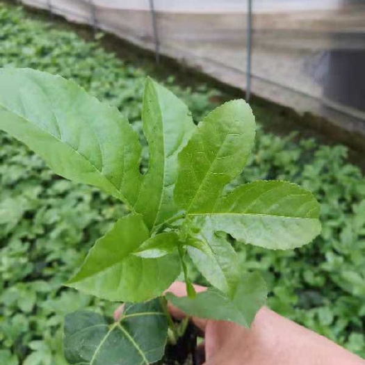 北流市紫香百香果苗  广西黄金百香果苗百香果树果苗纯甜四季结果特大