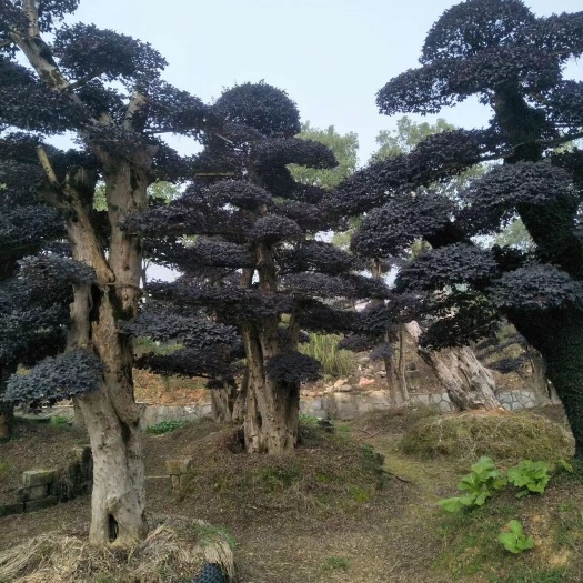 浏阳市 造型红继木桩