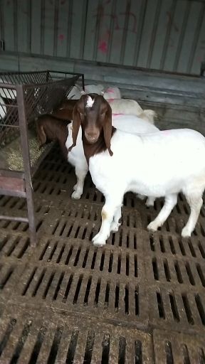 嘉祥县波尔山羊 170-200斤