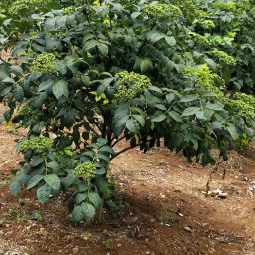 瑞昌市吴茱萸苗 