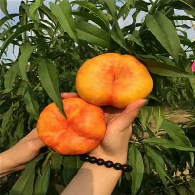 泰安黄金蟠桃树苗 1~1.5米