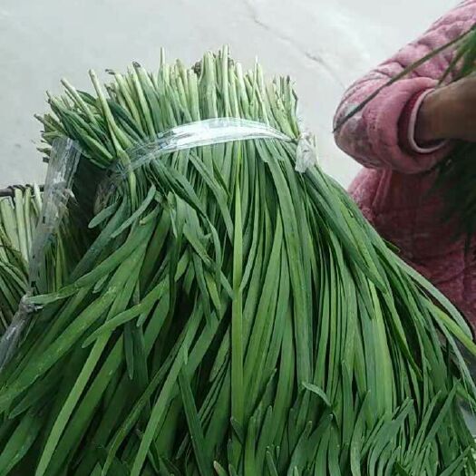 乐清市大叶韭菜 二茬