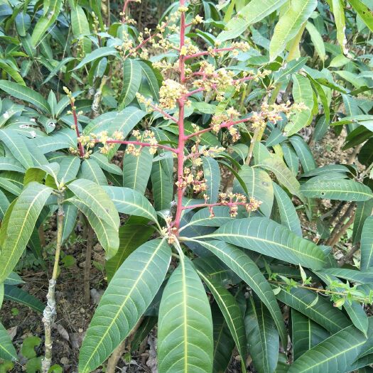 灵山县金煌芒果苗