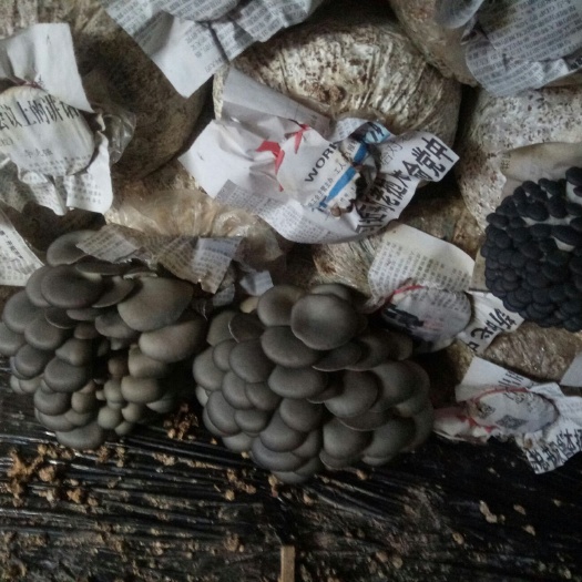 威信縣黑平菇 4cm~6cm