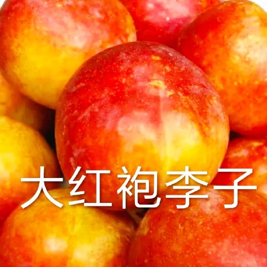 营口大红袍李子苗