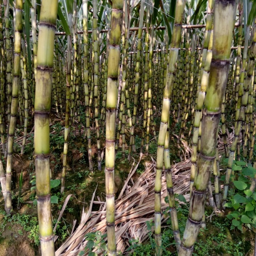 英德市黄皮果蔗 4 - 5cm 2 - 2.5m 