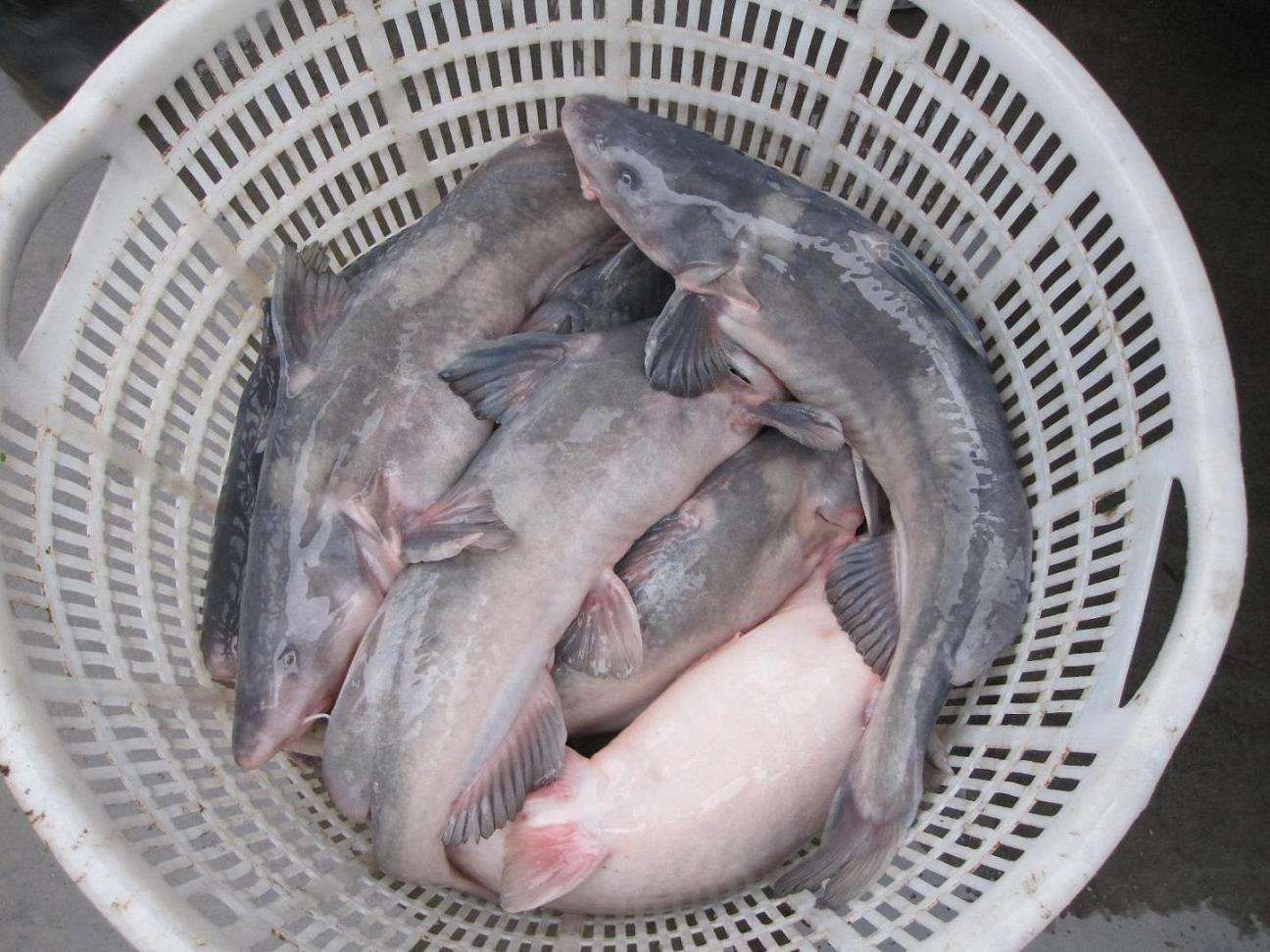 长吻鮠 长吻鮠