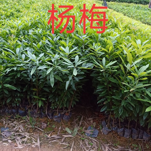 广州杨梅树