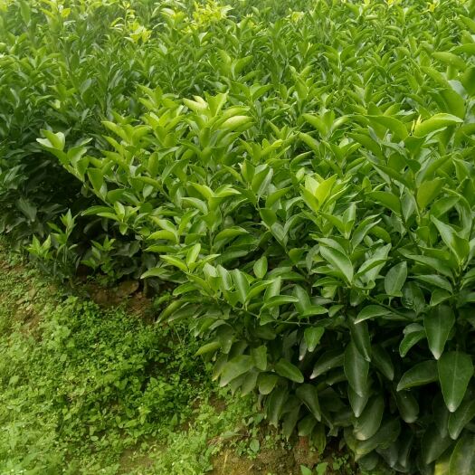 肇庆沙糖桔苗 嫁接苗 0.5~1米 