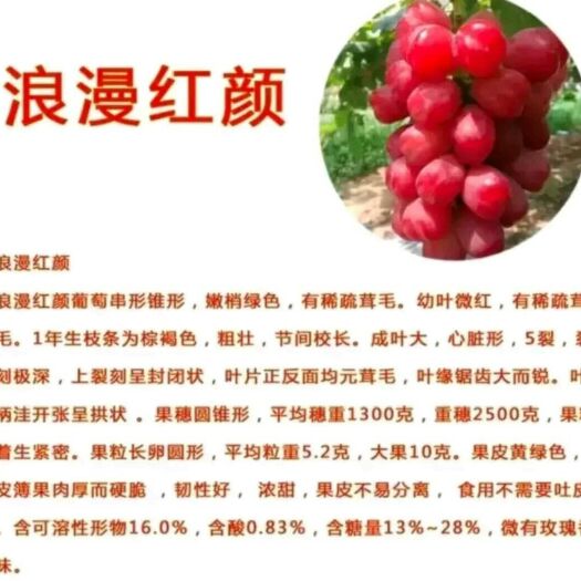 灌云县浪漫红颜葡萄苗 