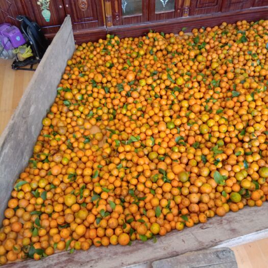 丘北县沙糖桔 统货 1.5 - 2两 