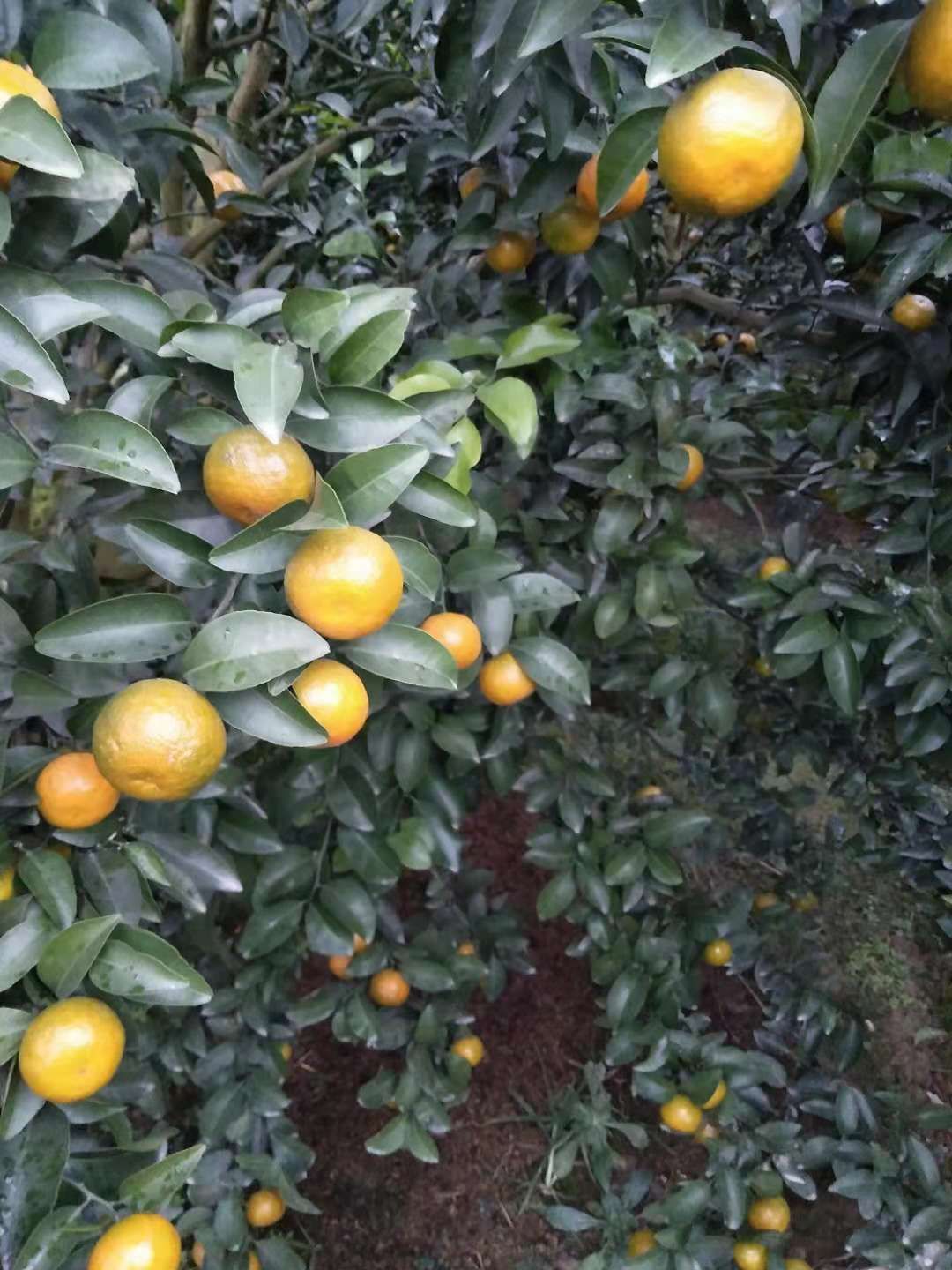 清香蜜桔  广西桂林清香蜜橘，巴西柑，代收，代卖