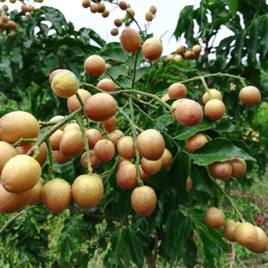 灵山县无核黄皮果苗 黑黄皮 产量高果肉甜