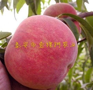 泰安突围桃苗 1~1.5米
