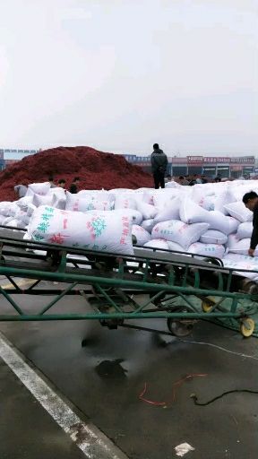 金乡县 三英八号干辣椒