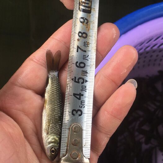 广州 正宗草鱼苗 生长快抗病毒 皖鱼苗