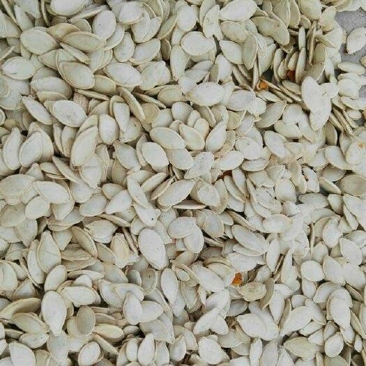 四子王旗西葫芦籽 散装