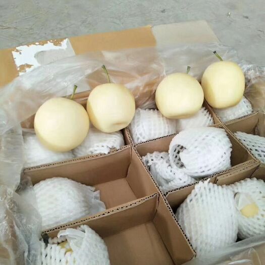 赵县皇冠梨 80mm以上 250-300g