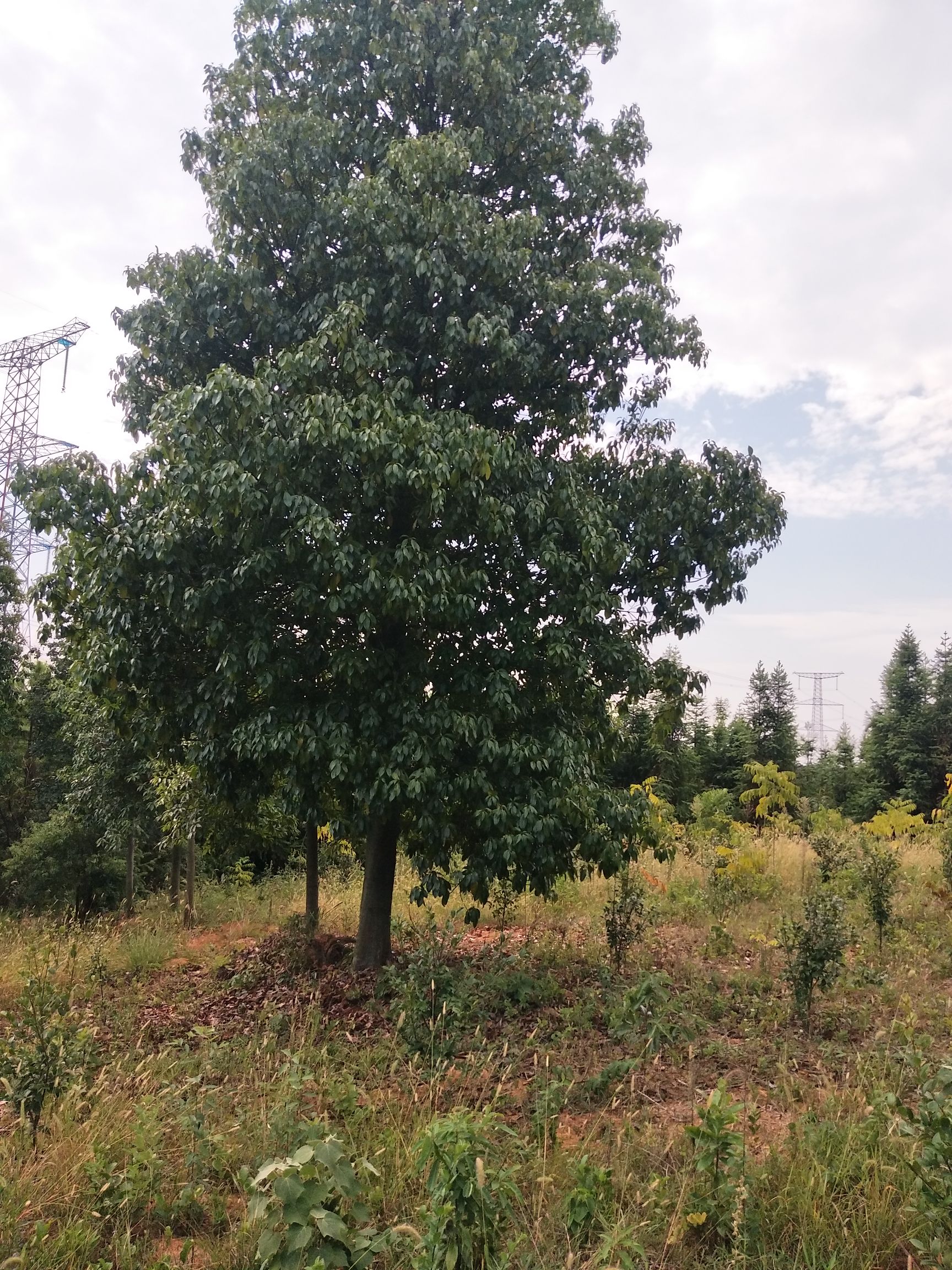 九江木荷种子  木荷树 1一20公分木荷供应。
