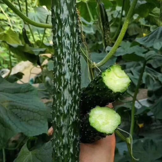 靖远县密刺黄瓜 25~35cm 