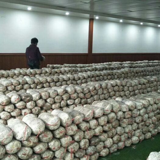 威信县黑平菇 4cm以下