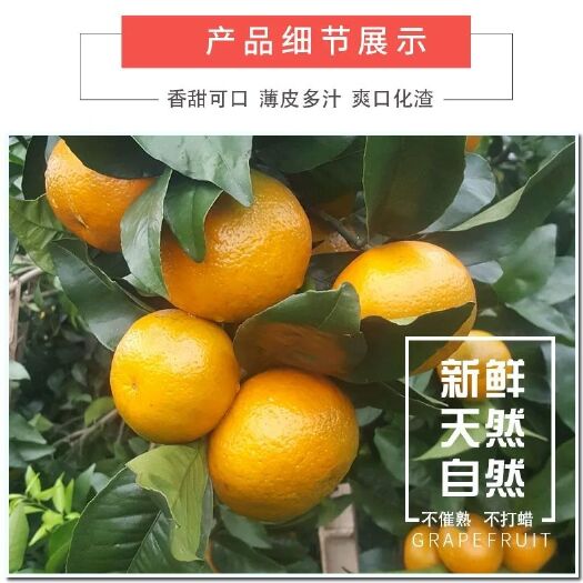 南宁沃柑 6.5 - 7cm 2 - 3两 