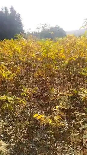 九江无患子树 供应当年无患子小苗1一5公分，海量供应