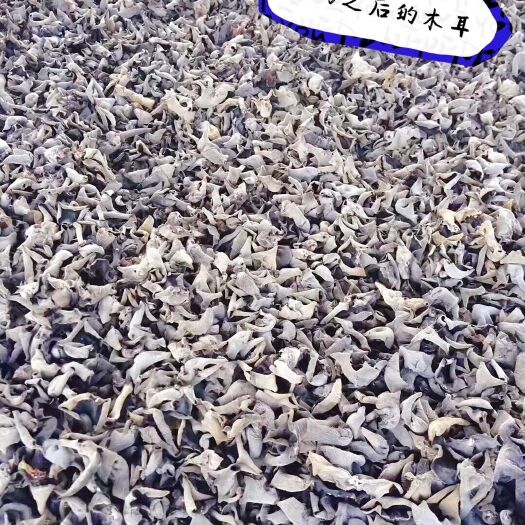 公主岭市东北黑木耳 干木耳 一级 秋耳 