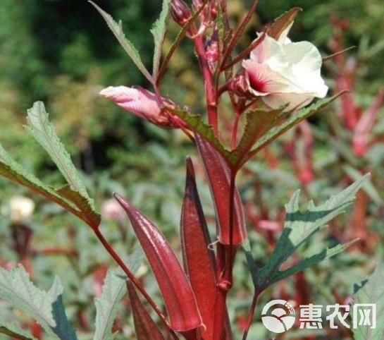 红秋葵 6 - 8cm