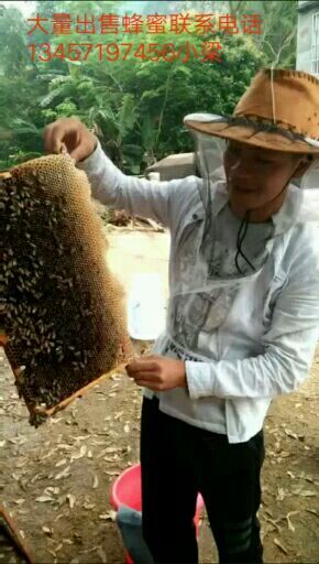 龙州县意蜂蜂蜜 塑料瓶装 2年以上 98% 