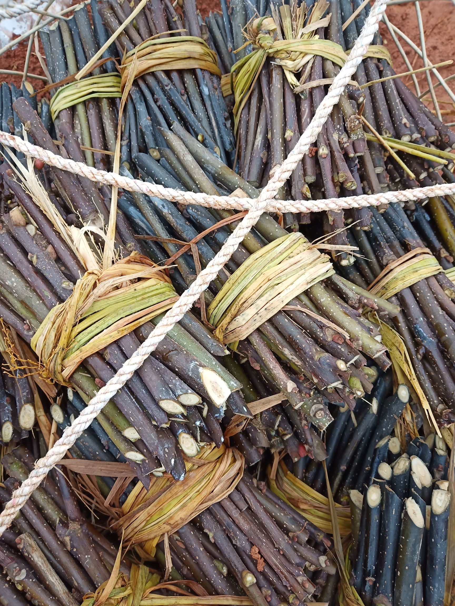 吴茱萸 江西樟树中花扦插苗