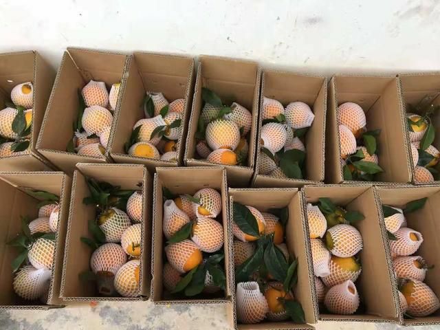 椪柑 6.5 - 7cm 3两以上