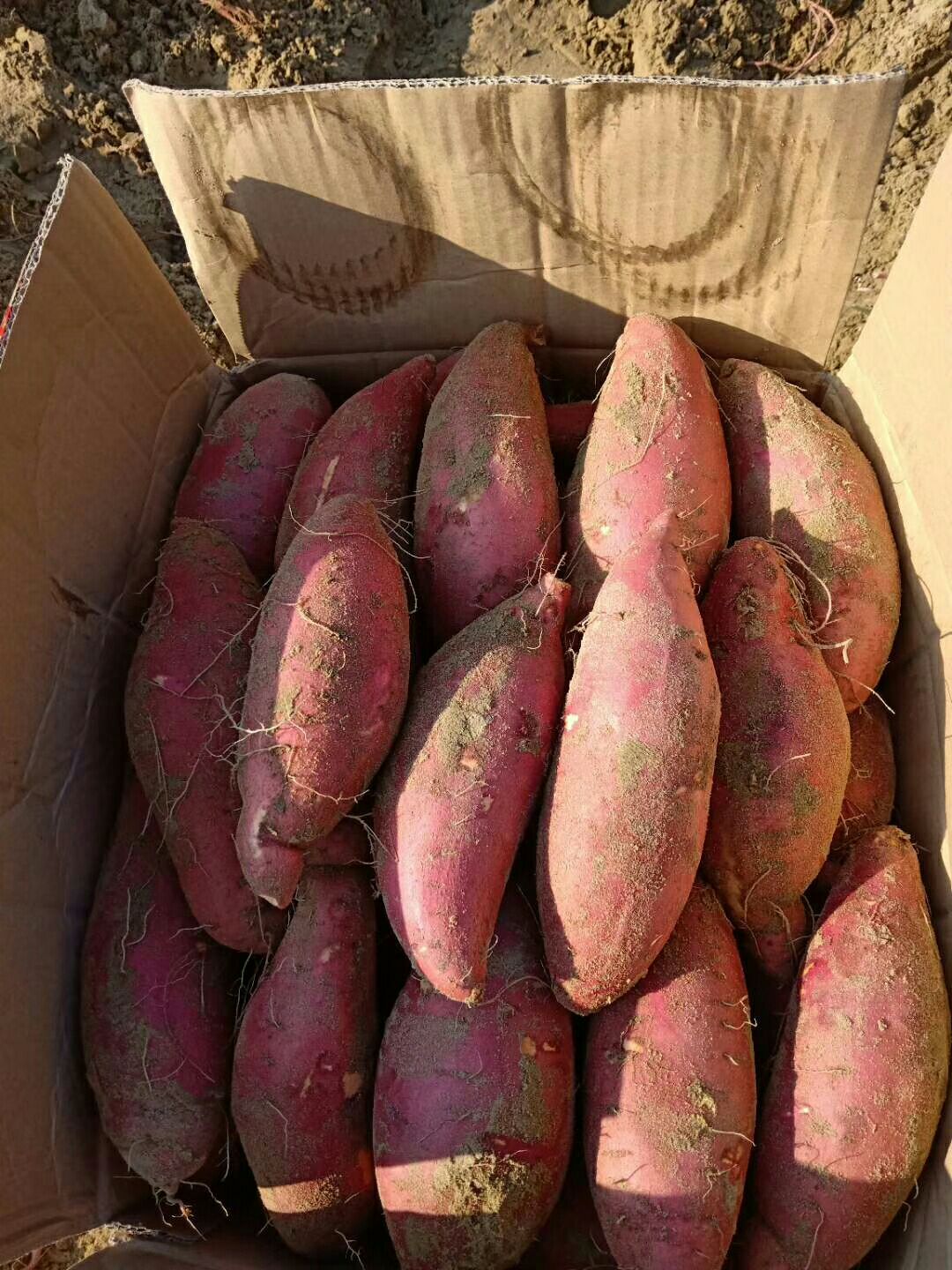 西瓜红红薯市场价图片