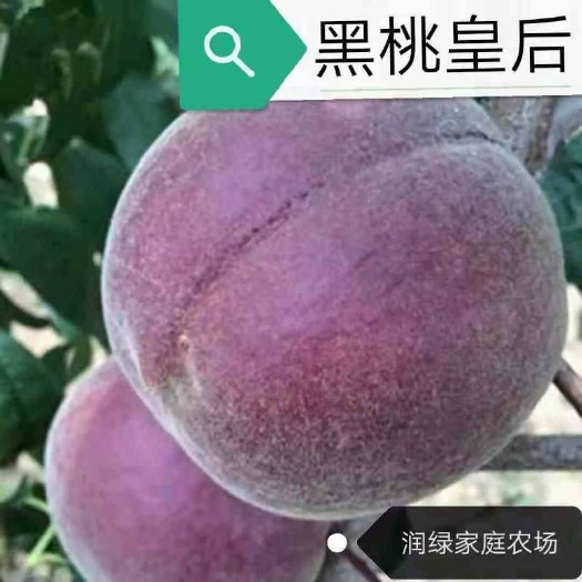 平邑县黑桃苗 0.5~1米