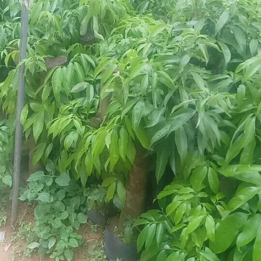 灵山县妃子笑黑叶荔枝苗  占地荔枝苗
