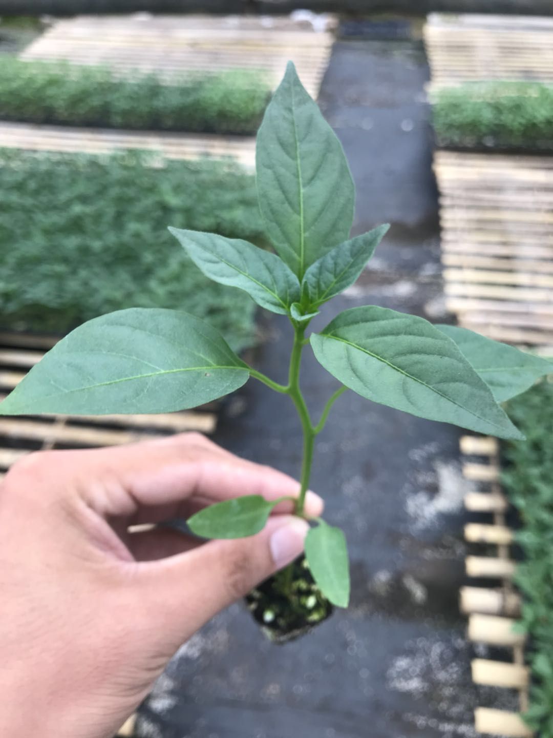 尖椒苗 8～10片真叶