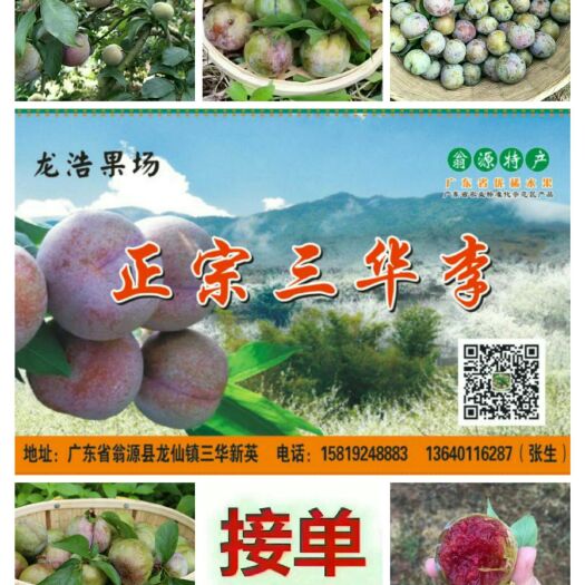 翁源县三华李苗 翁源正宗三华李果苗广东省顺丰包邮