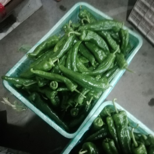 东台市301辣椒 大量供应301青泡椒