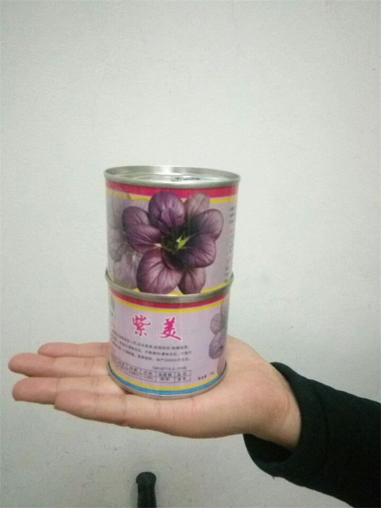 紫色油菜籽种子 彩色蔬菜种子品种