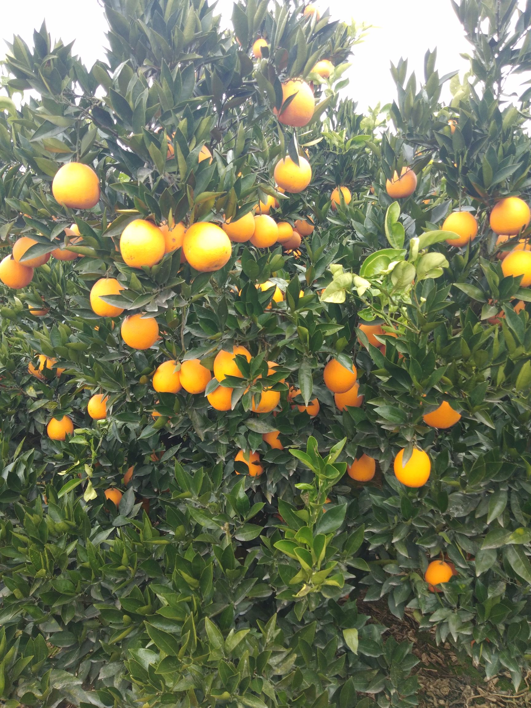 金堂脐橙  金堂三溪脐橙大量上市，不打蜡，不上色，天然绿色水果