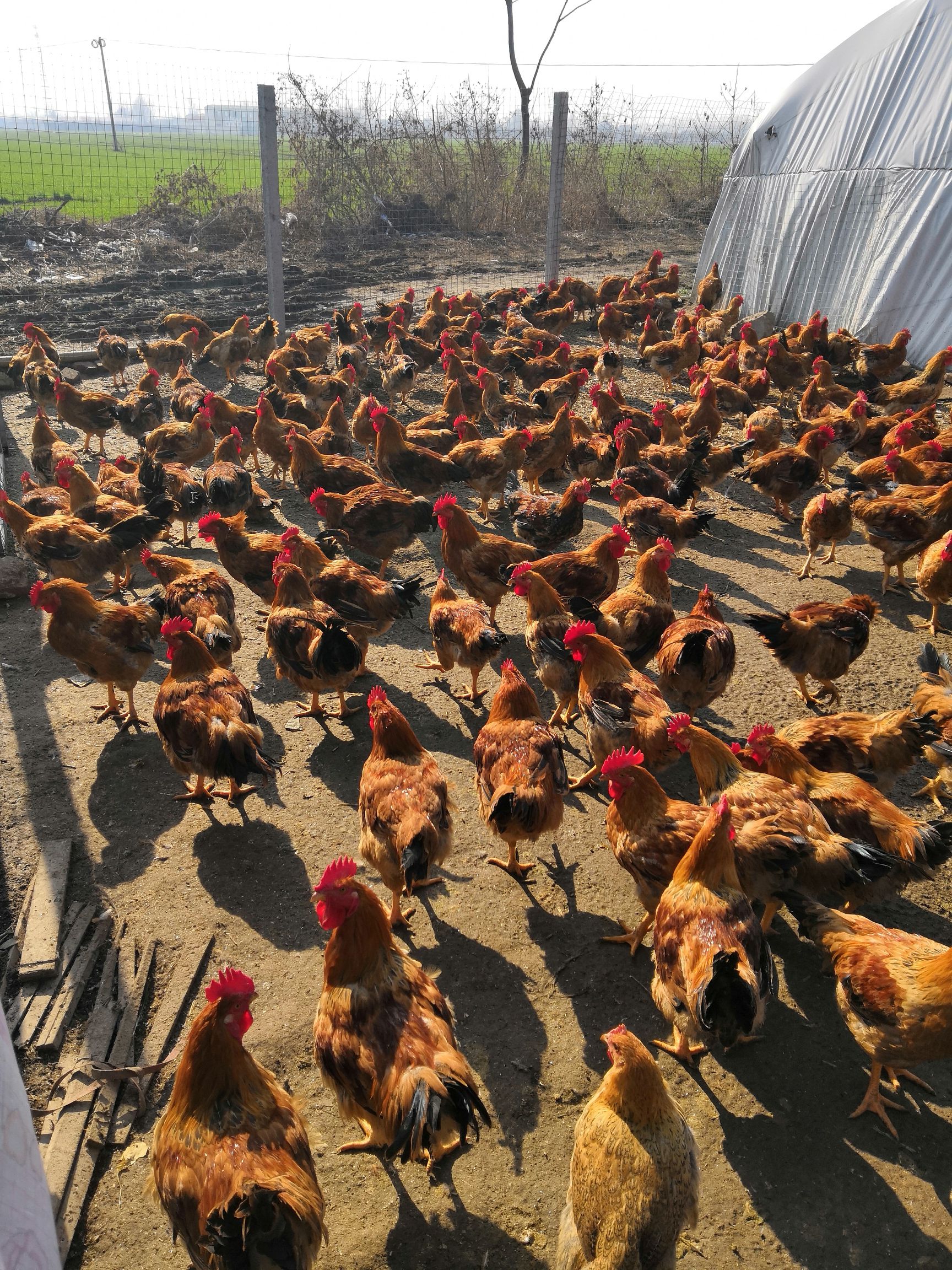 良凤花鸡 6-7斤 公