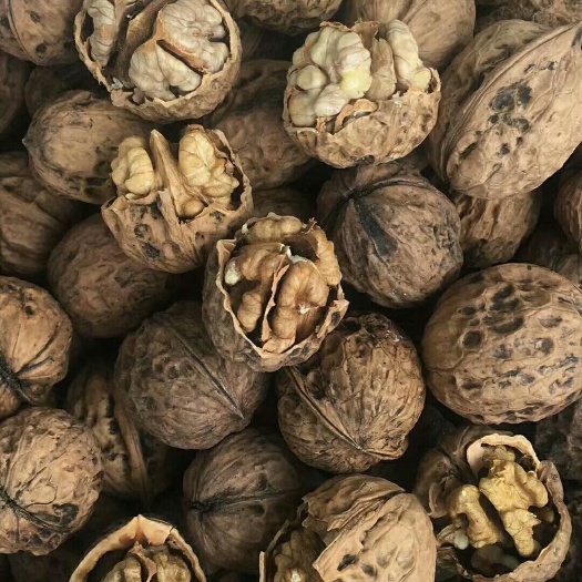广州纸皮核桃