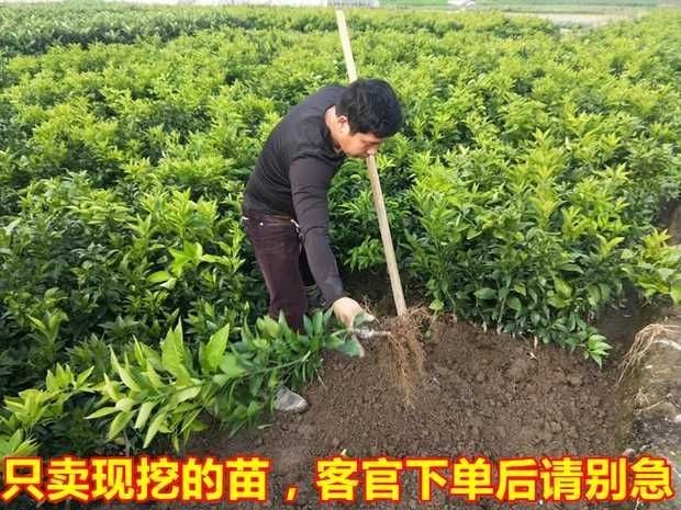 平邑县脆皮金桔苗
