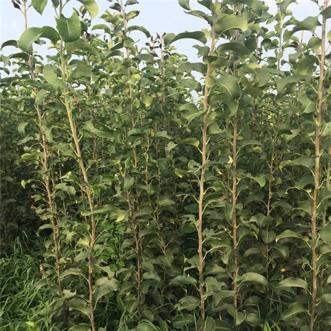 黄金梨树苗 1~1.5米