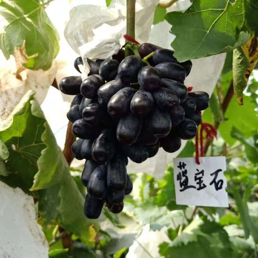 泰安蓝宝石葡萄苗 