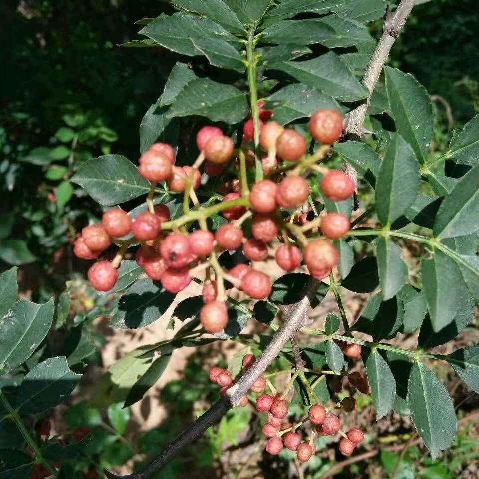 大紅袍花椒苗