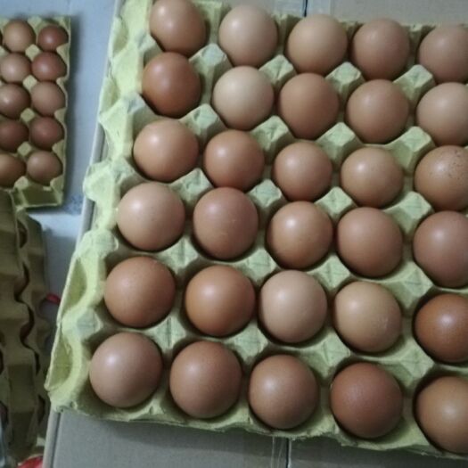 深圳普通鸡蛋 食用 箱装