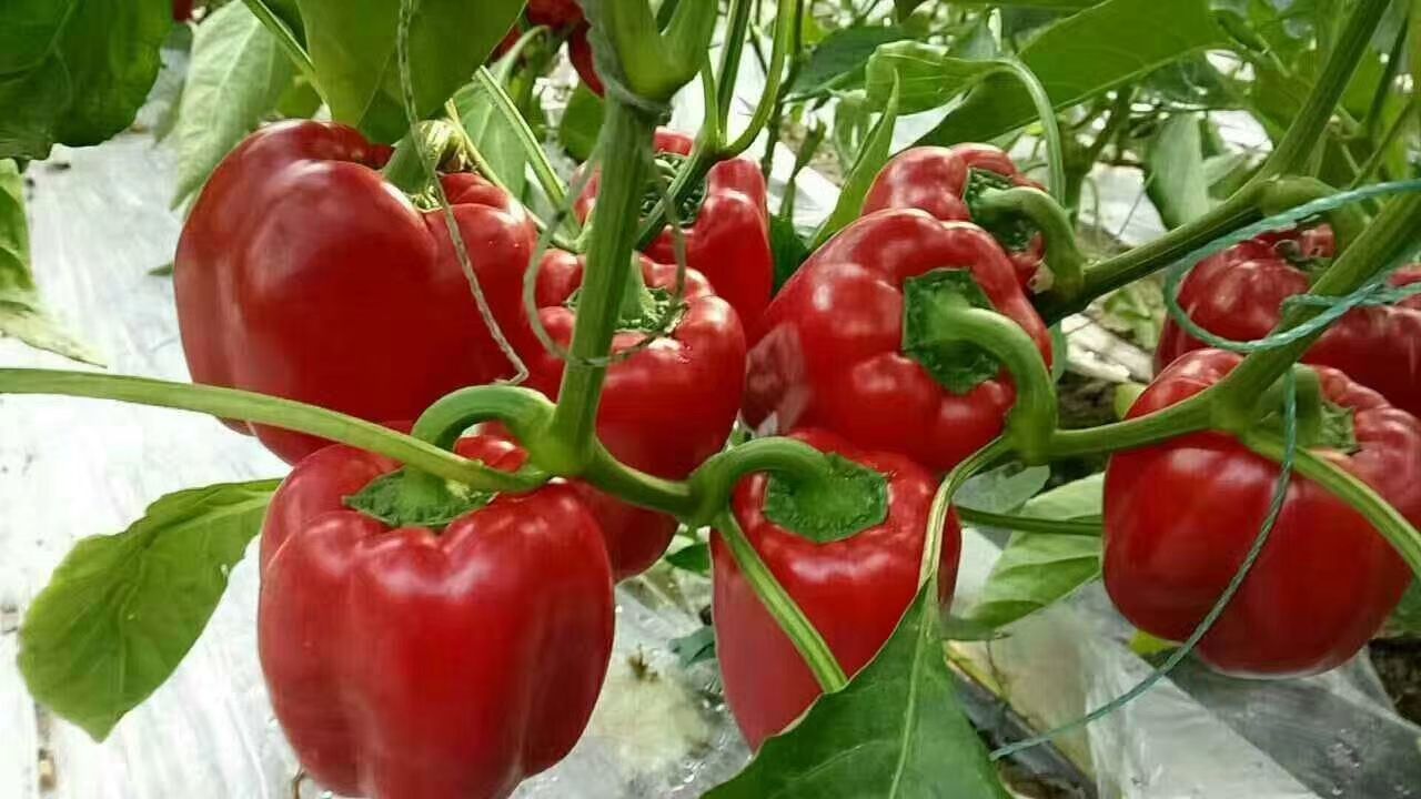 尖椒苗 8～10片真叶